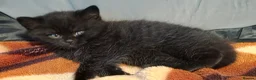 British Shorthair cats for sale: Rare Colour Black British Shorthair Kitten - Advert 17