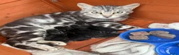 Mixed Breed cats for sale: Chicken - Bengal x British Longhair 🐾🐈‍⬛ in Dewsbury - Advert 13