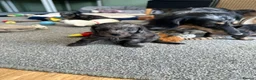Doxiepoo dogs for sale: Stunning dachshund/poodle pups - Advert 13