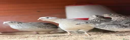 Quail poultry for sale: 14 Coturnix Quail for sale - Advert 9