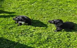 Cocker Spaniel dogs for sale: KC fully Health Tested Working Cocker Spaniels  - Image 4