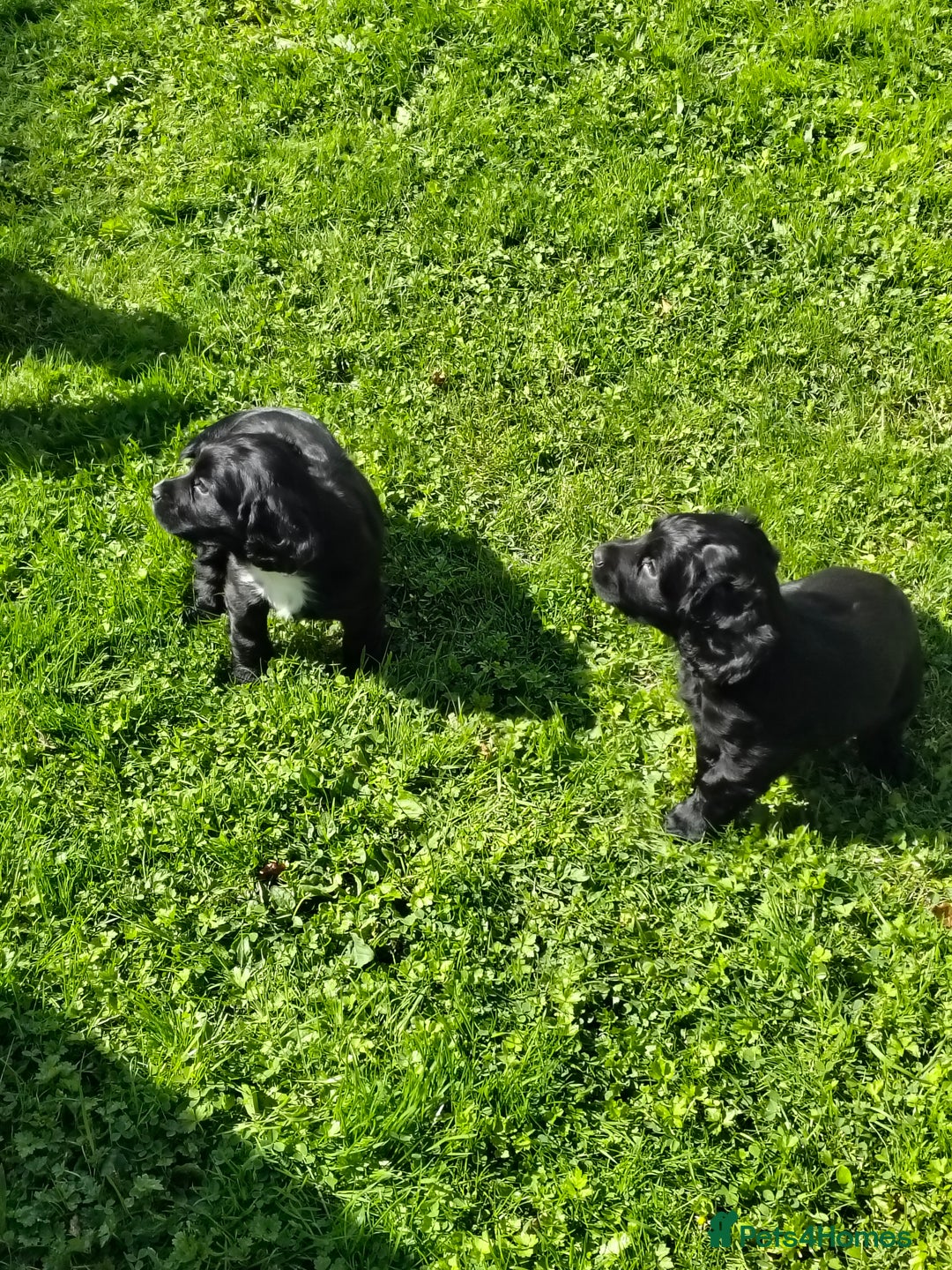 Cocker Spaniel dogs for sale: KC fully Health Tested Working Cocker Spaniels  - Image 4