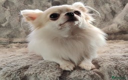 Chihuahua dogs for stud: STUD: Gorgeous White Long Coat Chihuahua  in Aldershot - Image 3