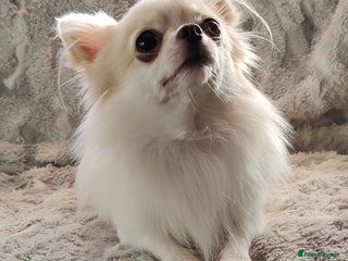 Chihuahua dogs STUD: Gorgeous White Long Coat Chihuahua in Aldershot - Advert 9