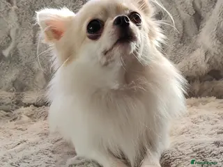 Chihuahua dogs STUD: Gorgeous White Long Coat Chihuahua in Aldershot - Advert 6