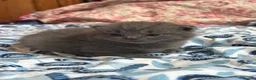 British Shorthair cats for sale: Pedigree British Blue/ Lilac Kittens - Advert 5
