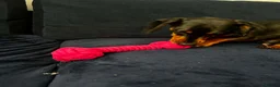 Dachshund dogs for sale: Dog to rehome - Advert 14