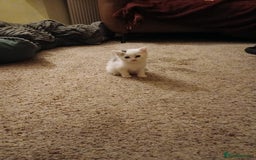 British Shorthair cats for sale: Wee George  - Image 9