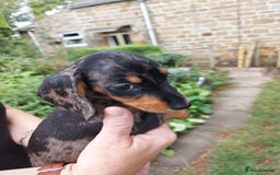 Miniature Dachshund dogs for sale: Beautiful litter of 6 true to type miniature pups. - Image 14