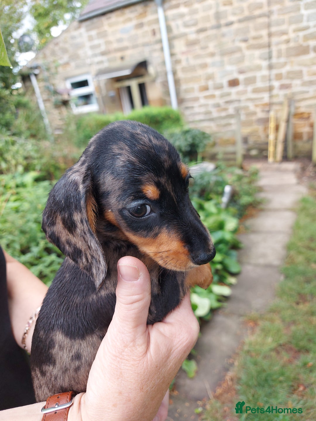 Miniature Dachshund dogs for sale: Beautiful litter of 6 true to type miniature pups. - Image 14