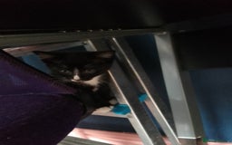 Mixed Breed cats for sale: Beautiful small kittens for sale - Image 4