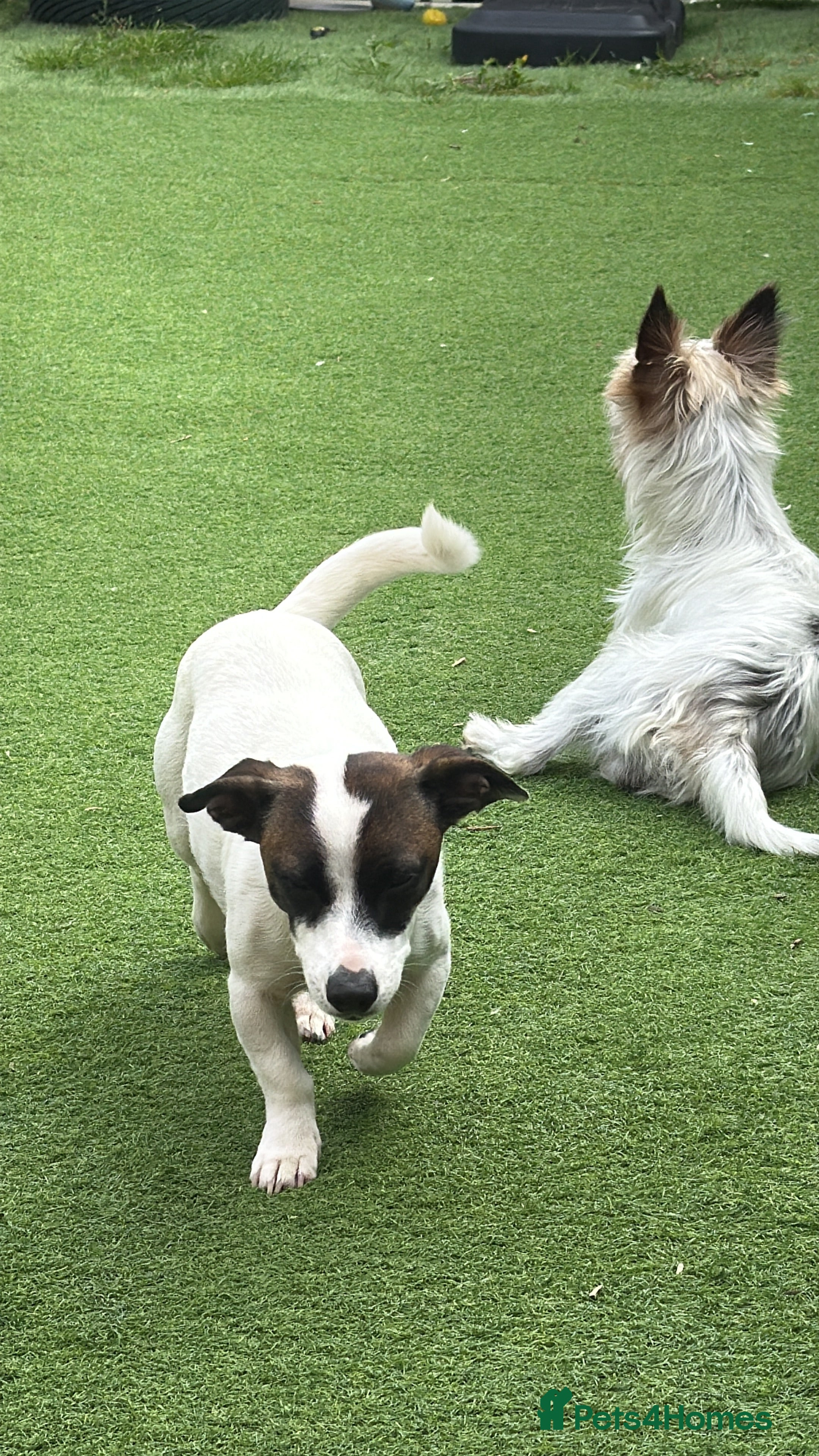 Jack Russell dogs Jack Russell  - Advert 2