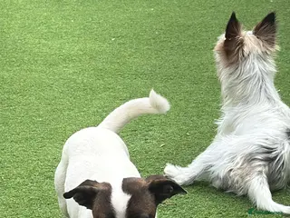 Jack Russell dogs Jack Russell - Advert 4