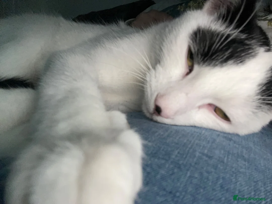 American Shorthair cats for sale: Juno- 1.5 year old male in Consett - Advert 2