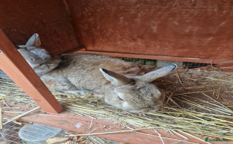 Netherland Dwarf rabbits - Advert 1
