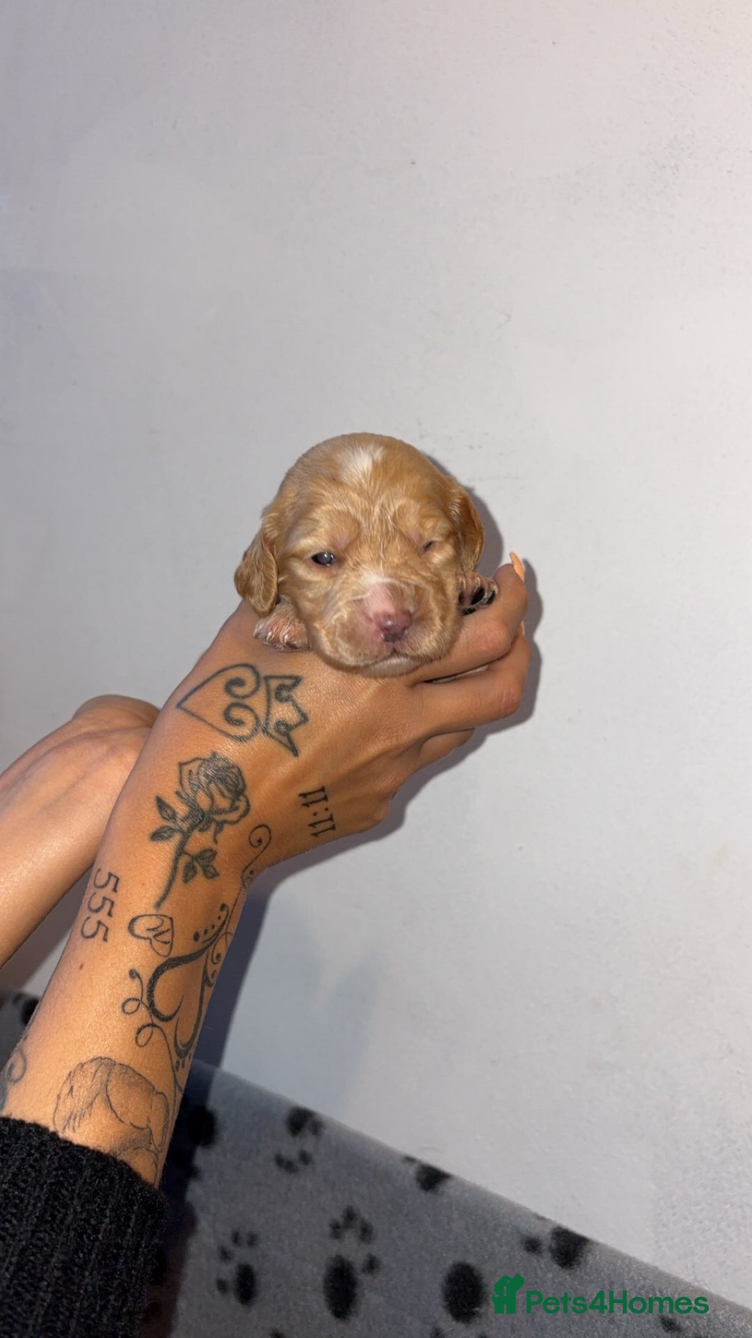 Sprocker dogs for sale: Beautiful Sprocker puppies - Image 9