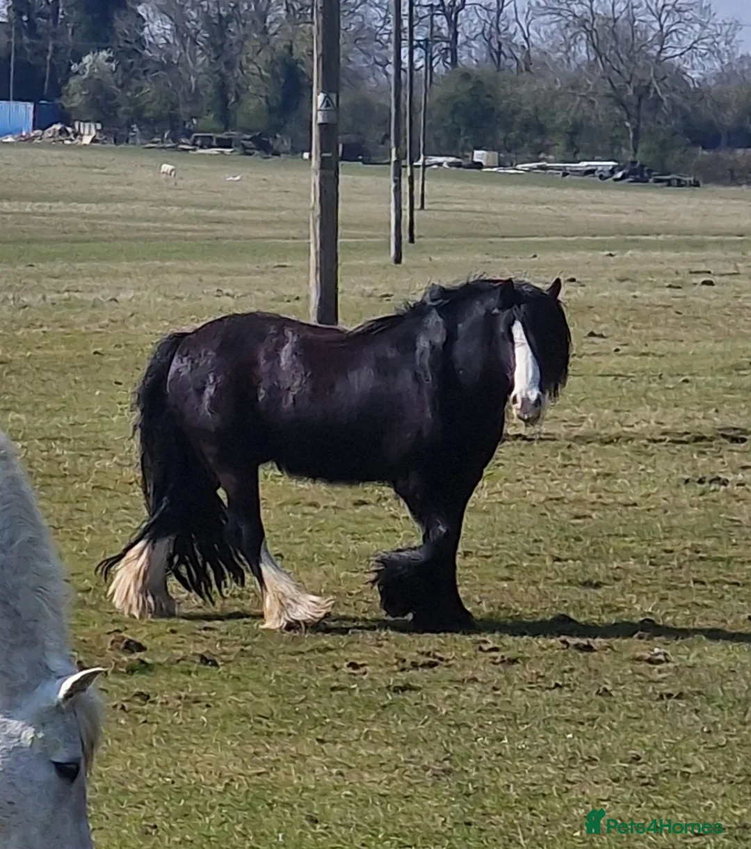 Irish Cob horses for sale: 14hh chunky bay cob gelding  - Advert 6