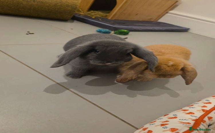 Mini Lop rabbits - Advert 1