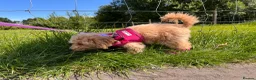 Toy Poodle dogs for sale: Beautiful Toy Poodle Puppy (4 months) in Glasgow - Advert 3