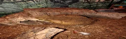 Toad reptiles for sale: Giant Suriname Marine Toad with Set Up - Advert 4