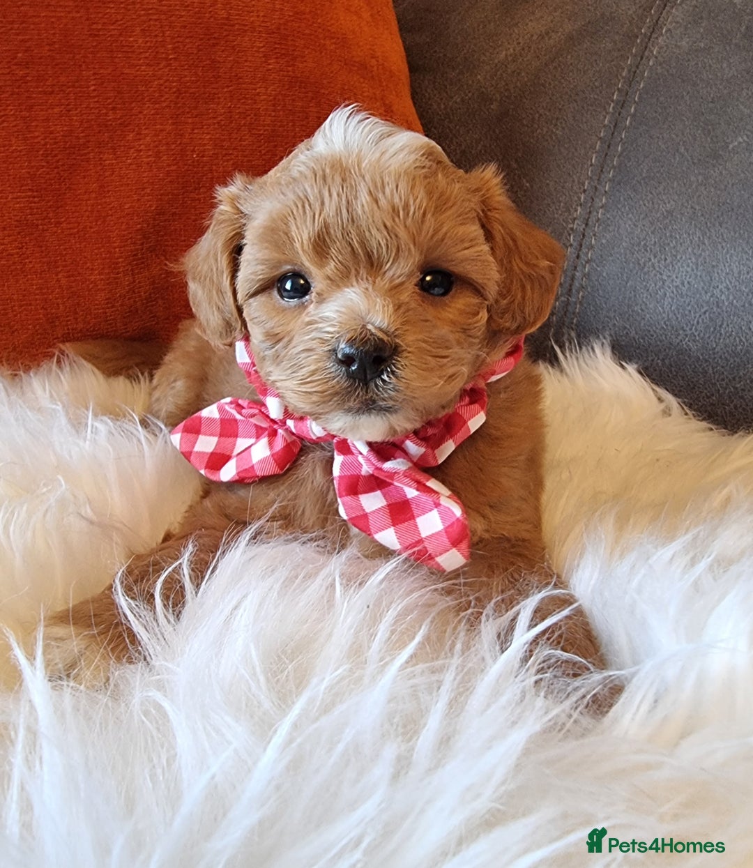 Shihpoo dogs for sale: Adorable best friend Shihpoo pups Fully Vaccinated - Advert 19