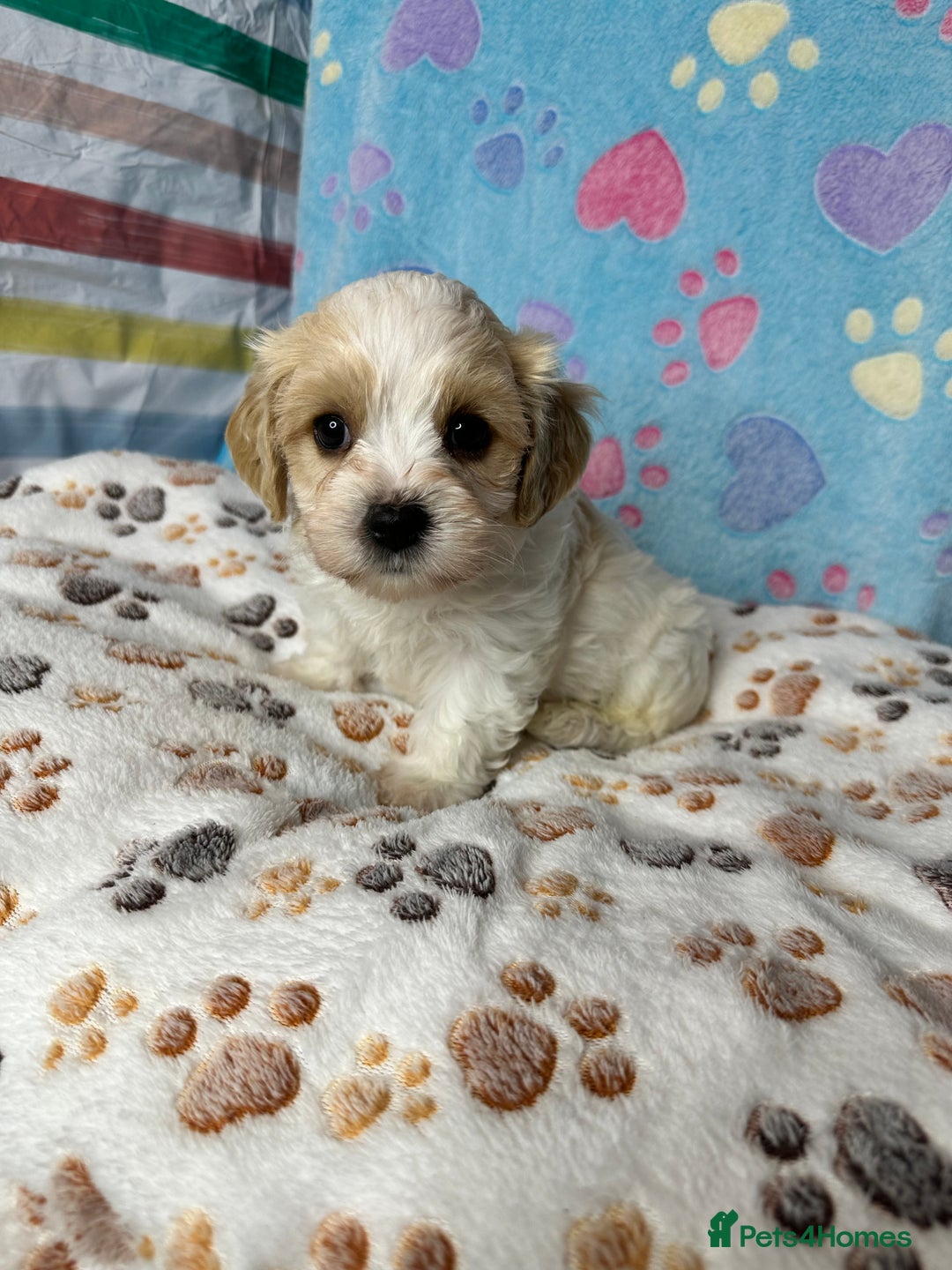 Cavachon dogs for sale: Beautiful Litter of Cavachon Puppies - Image 8