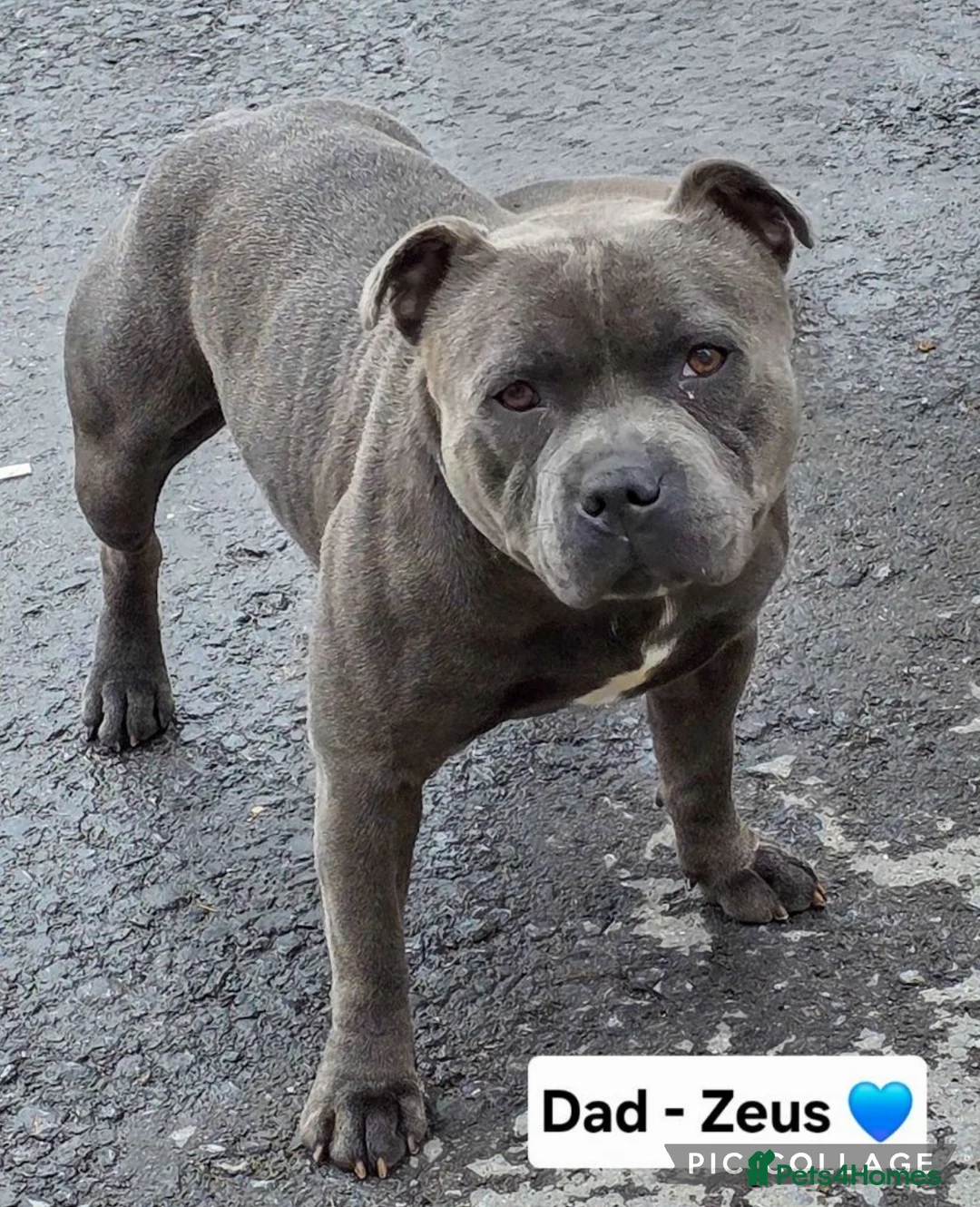 Staffordshire Bull Terrier dogs for sale: Stunning KC reg 2 year old Staffy - Advert 2