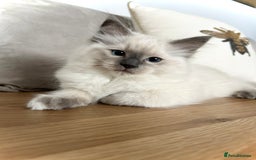 Ragdoll cats for sale: Gorgeous Male Ragdoll Kitten- Ready Now - Image 2