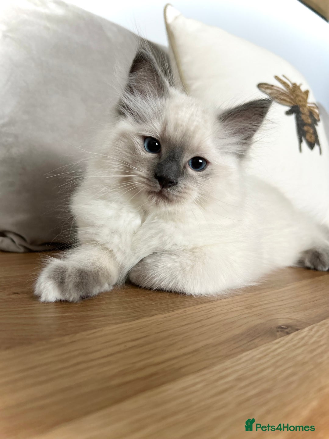 Ragdoll cats for sale: Gorgeous Male Ragdoll Kitten- Ready Now - Image 2