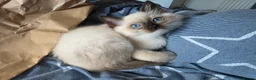 Ragdoll cats for sale: 2 GCCF REGISTERED SISTERS - Advert 6