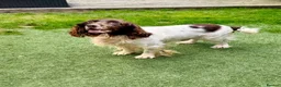 Sprocker dogs for sale: 7yo Sprocker Dog - Advert 1