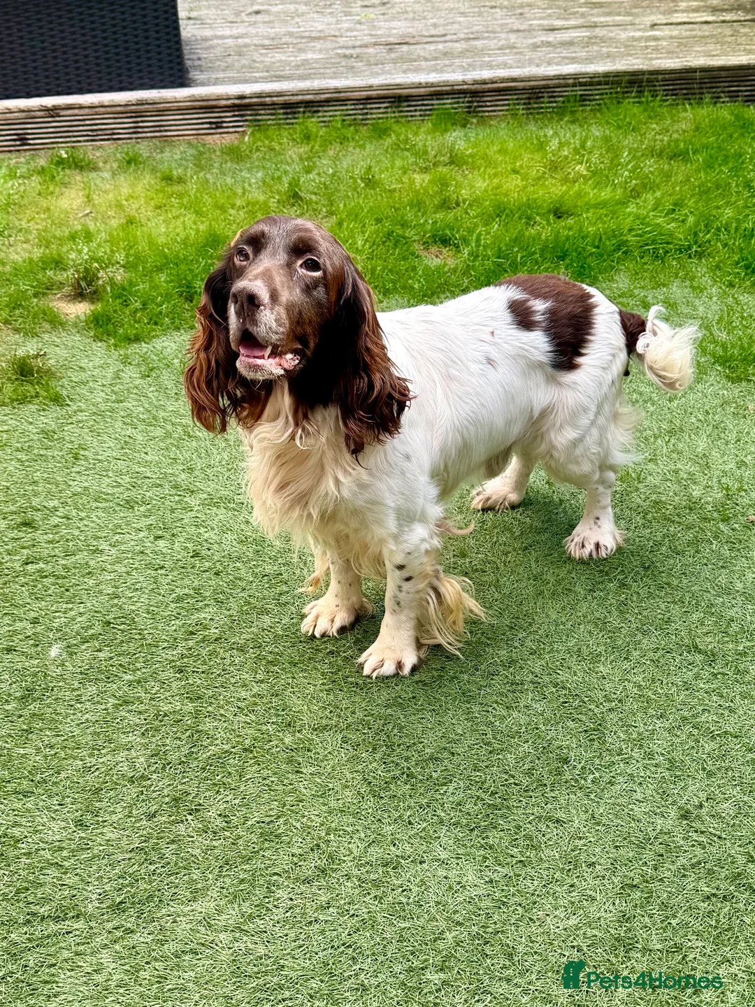 Sprocker dogs for sale: 7yo Sprocker Dog - Advert 1