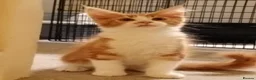 Maine Coon cats for sale: Stunning Maine Coon Kittens - Advert 2