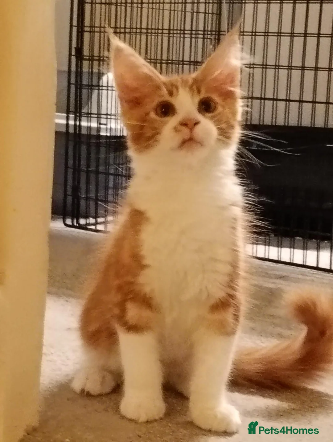 Maine Coon cats for sale: Stunning Maine Coon Kittens - Advert 2