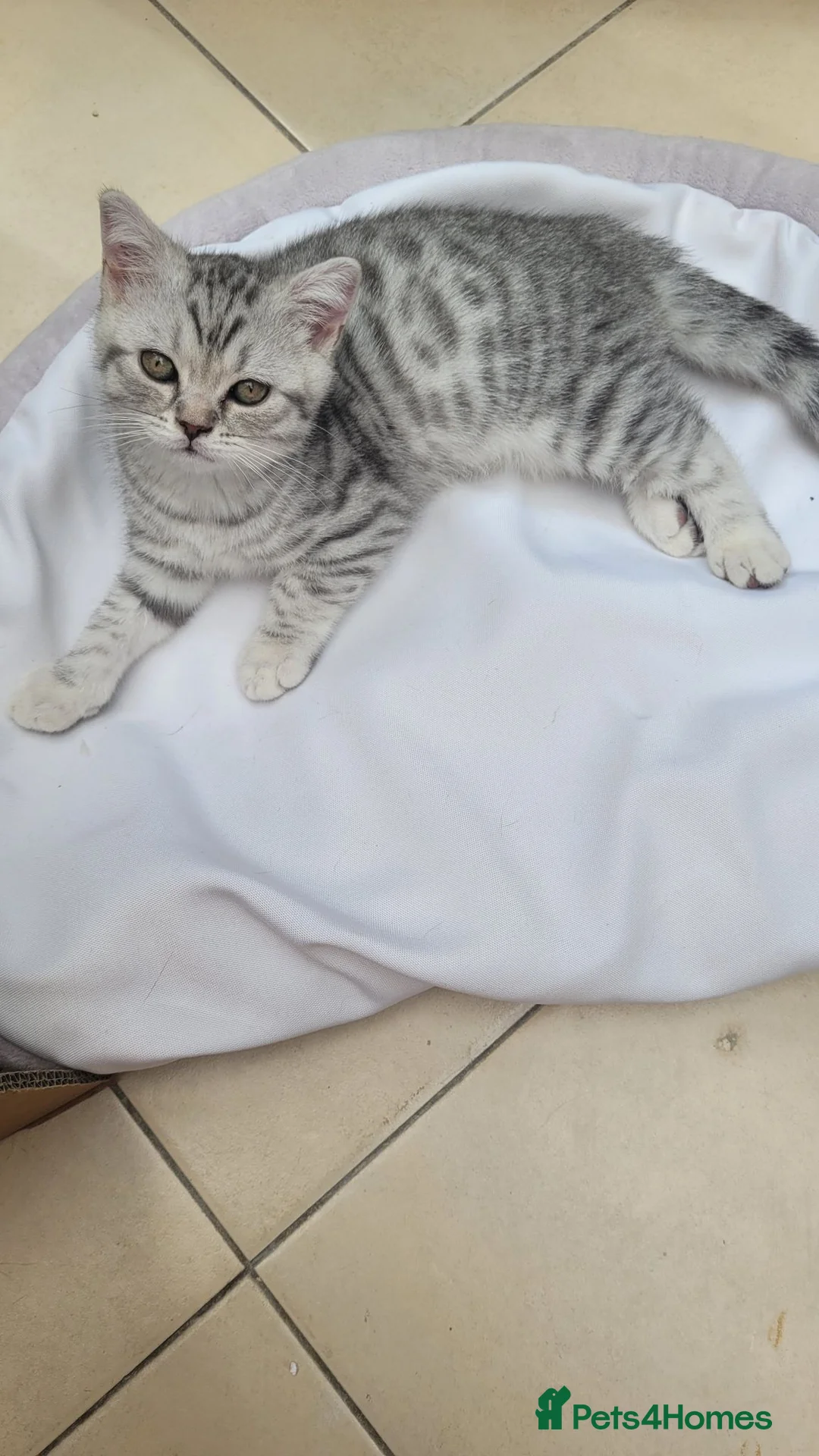 British Shorthair cats for sale: kittens looking for forever family  - Advert 2