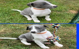Whippet dogs for sale: Whippet puppies  - Image 36