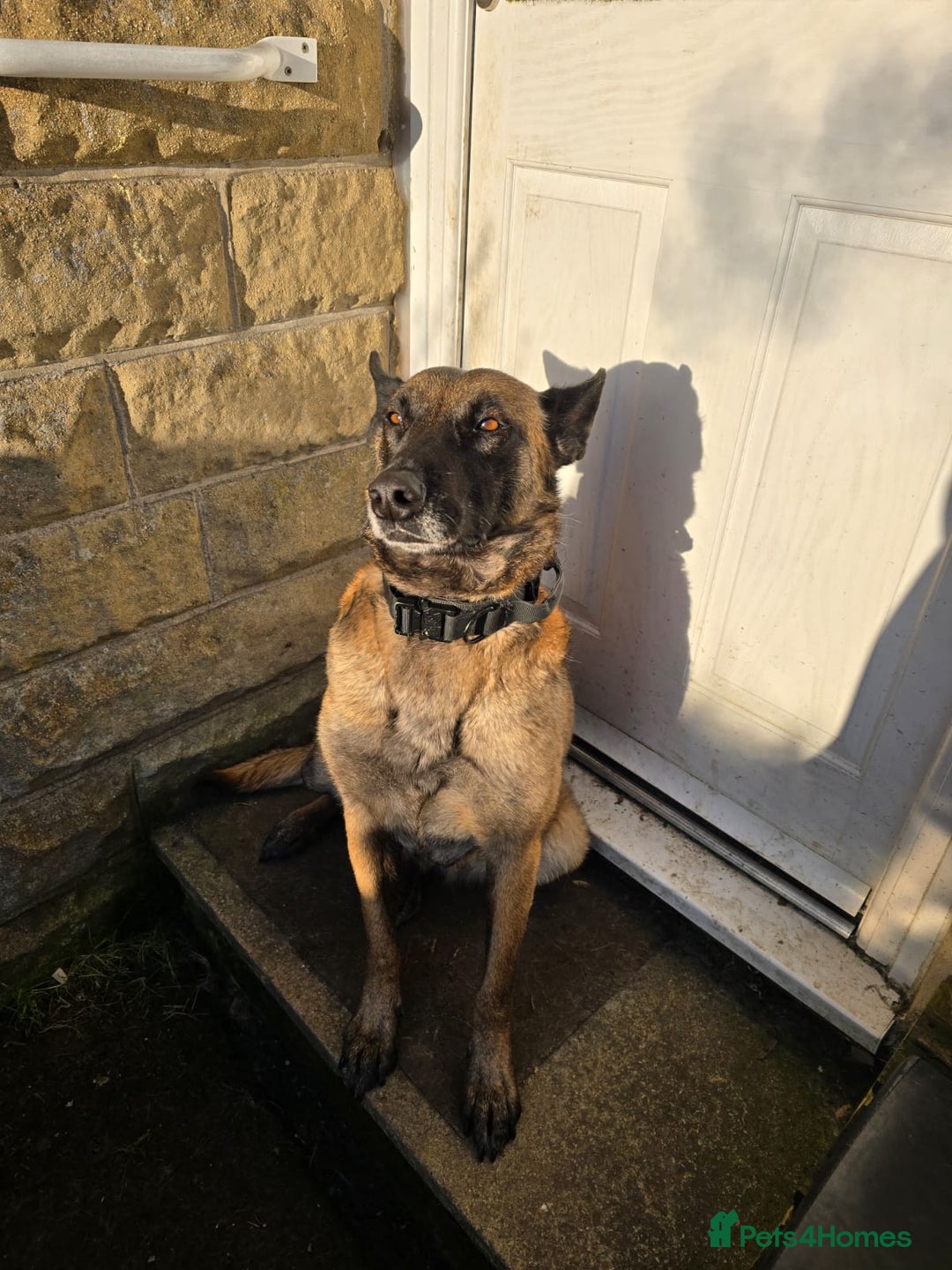 Belgian Shepherd Dog dogs for sale: Calm, loving Athena - Image 8