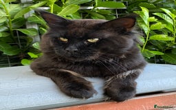 Maine Coon cats for sale: Attention please  - Image 4