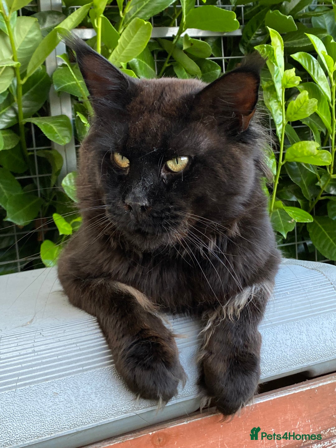 Maine Coon cats for sale: Attention please  - Image 4