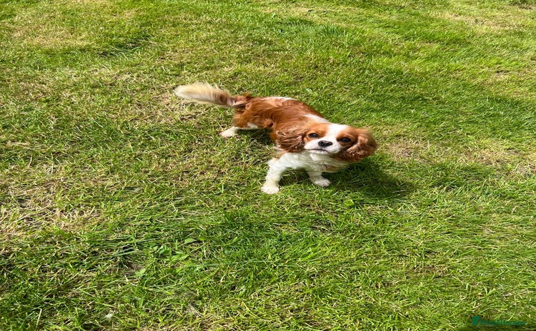 Cavalier King Charles Spaniel dogs - Advert 2