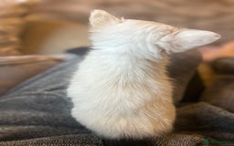 Chihuahua dogs for sale: Blue eyed beauty Russian import chihuahua  - Image 5