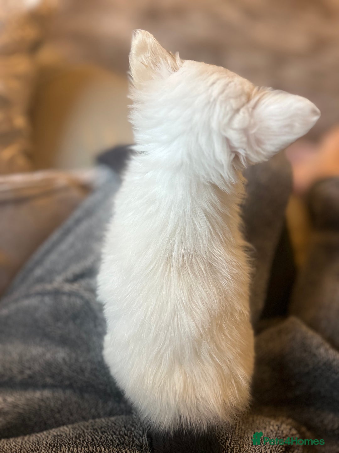 Chihuahua dogs for sale: Blue eyed beauty Russian import chihuahua  - Image 5