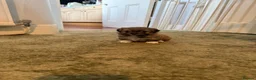 Mixed Breed dogs for sale: Four beautiful Maltipeke puppies  in Wirral - Advert 8