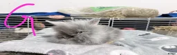 Lionhead rabbits for sale: 🐰 Adorable Rabbits Looking for Loving Homes 🐰 in Coventry - Advert 17