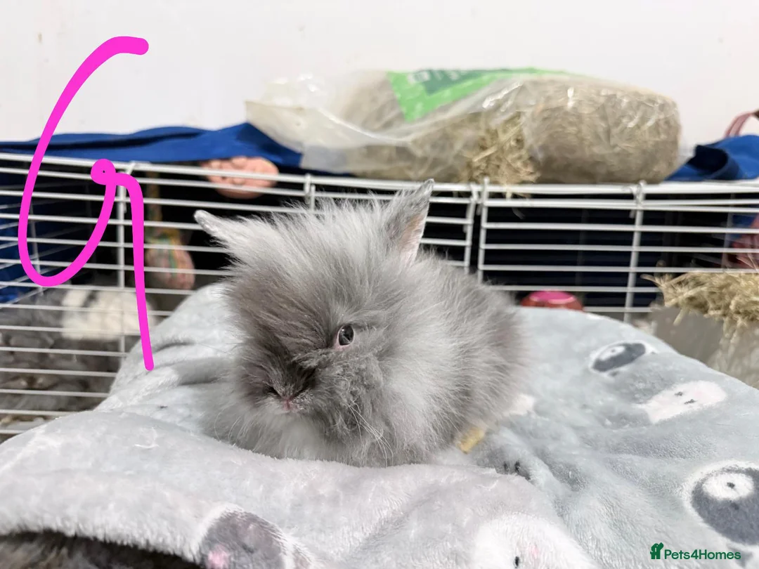 Lionhead rabbits for sale: 🐰 Adorable Rabbits Looking for Loving Homes 🐰 in Coventry - Advert 17