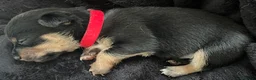 Mixed Breed dogs for sale: 3 male pomchi jacks in Preston - Advert 8