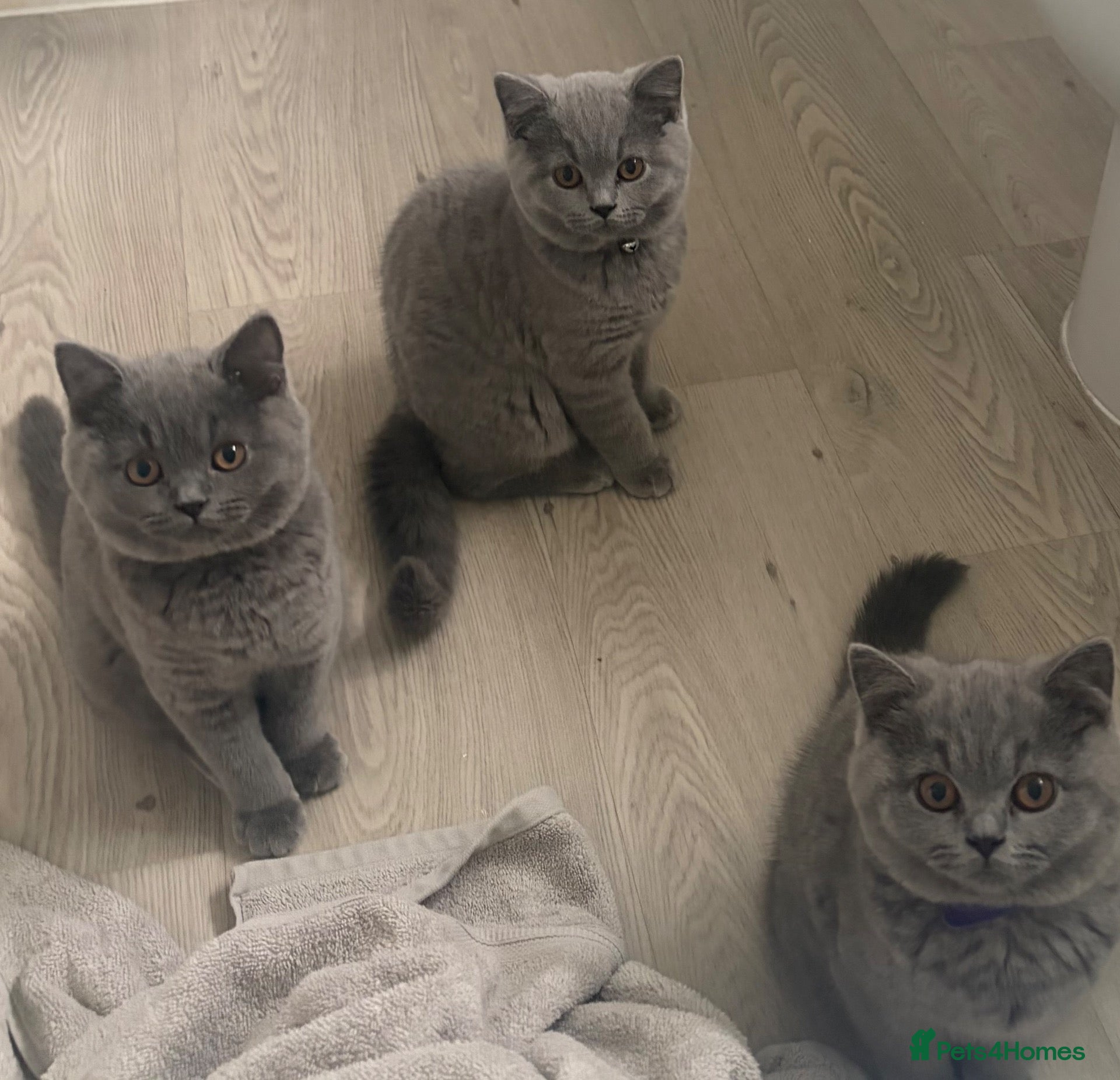 British Shorthair cats 5 beautiful British shorthair Kittens for sale  - Advert 2