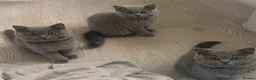 British Shorthair cats for sale: 5 beautiful British shorthair Kittens for sale  - Advert 3