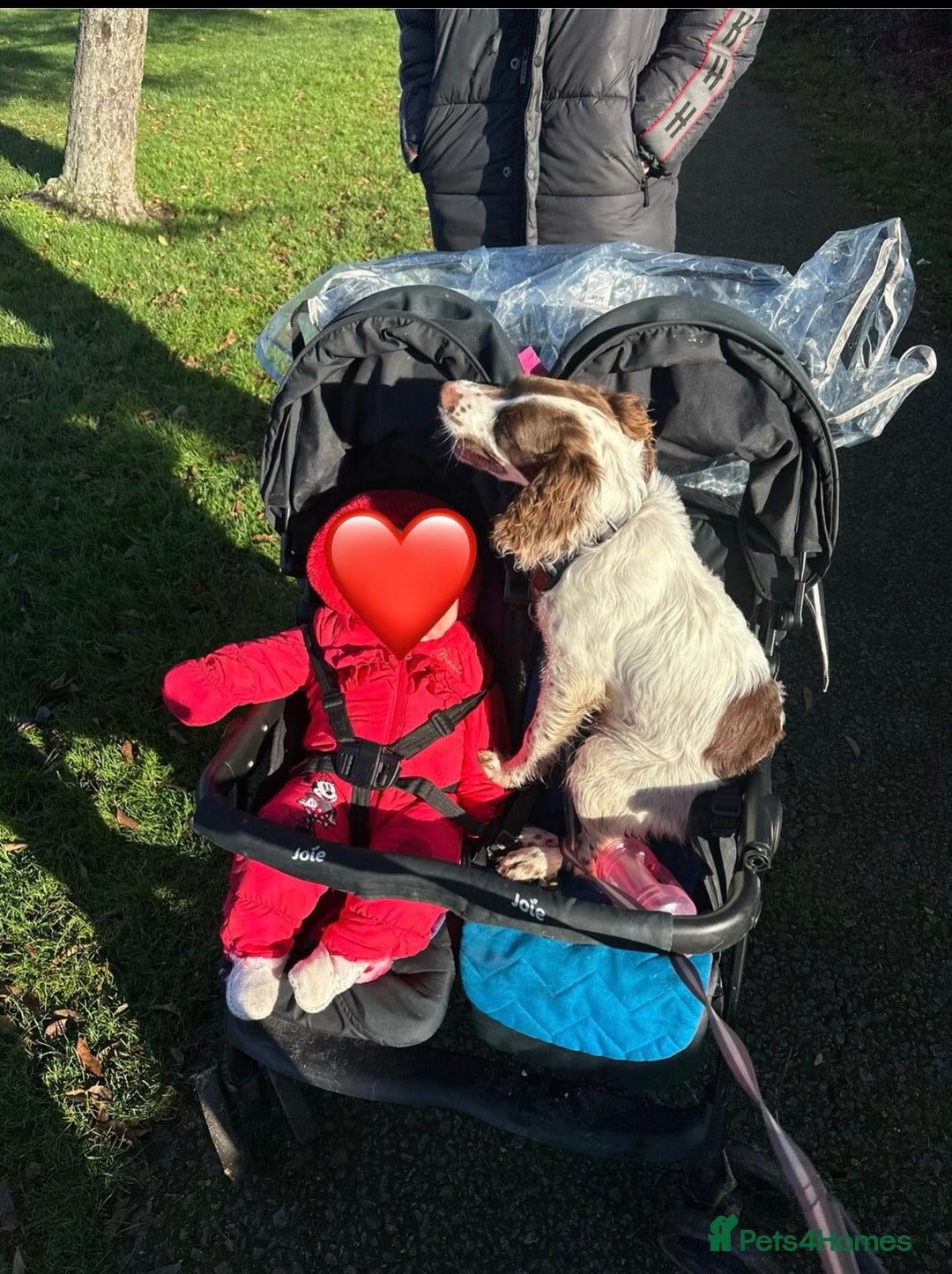 English Springer Spaniel dogs for sale: Rolo the spring spaniel  - Advert 5