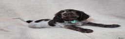 Cocker Spaniel dogs for sale: Show type unique markings cocker spaniel puppies  - Advert 10